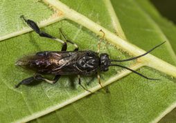 Bladhveps Craesus latipes